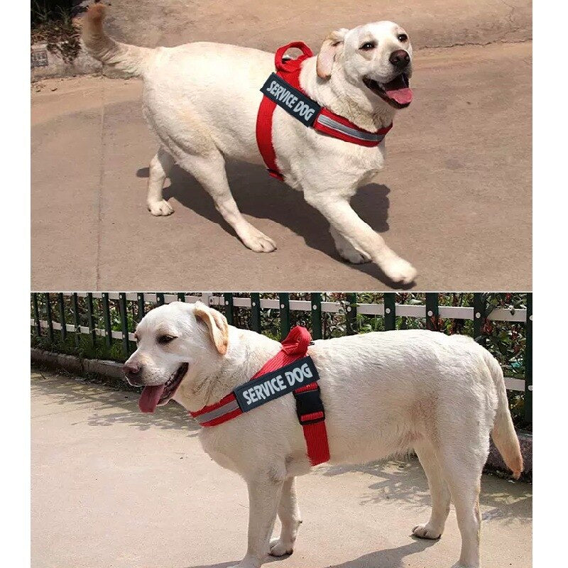 Chien portant un harnais-gilet rouge ajustable avec marquage « SERVICE DOG »