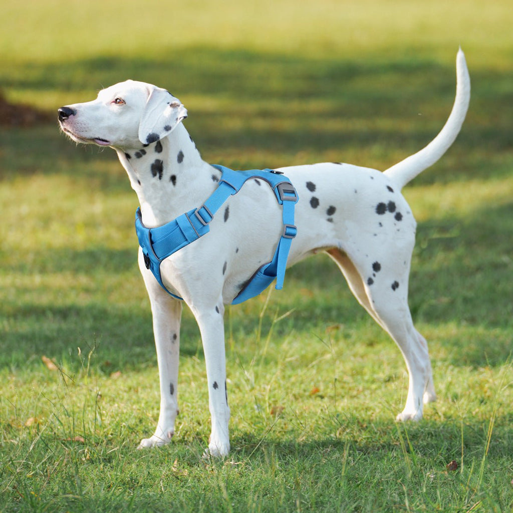 Chien portant un harnais de sécurité bleu avec sangle poitrine et attache de traction dorsale