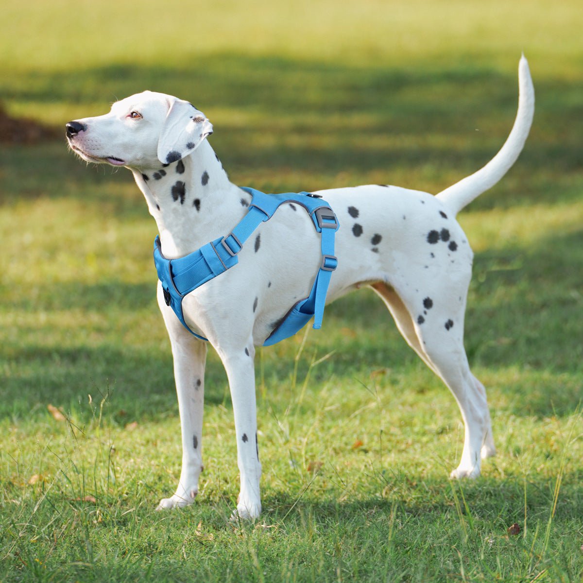 Chien portant un harnais de sécurité bleu avec sangle poitrine et attache de traction dorsale