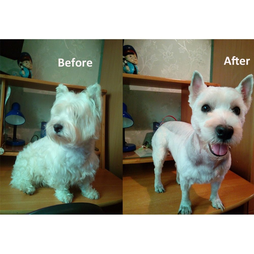 Tondeuse pro pour chien : avant/après, chien blanc tondue