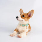 Chien en peluche portant un collier en cuir bleu clair avec boucle dorée.