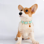 Chien portant un collier en cuir vert menthe avec boucle dorée et pendentif.