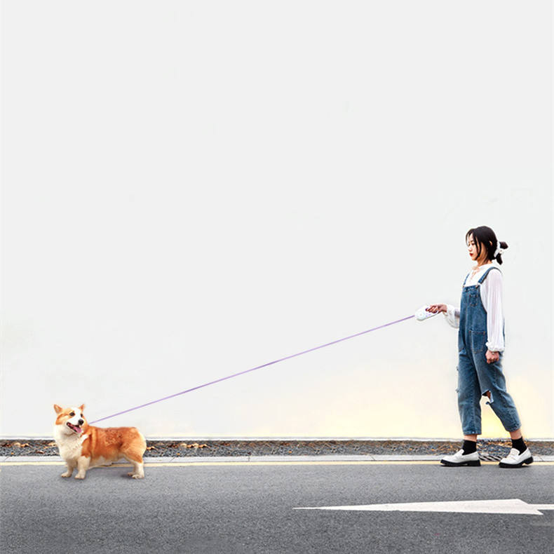 Laisse LED rétractable pour chien avec boîtier lumineux, corde extensible visible