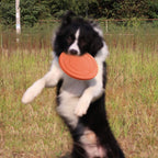 Disque frisbee flottant orange pour chien tenu par un chien.