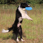 Disque frisbee flottant bleu pour chien tenu dans la gueule, prêt à lancer.
