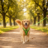 Harnais pour chien avec laisse intégrée, plusieurs couleurs (vert, orange, bleu, noir, rose)
