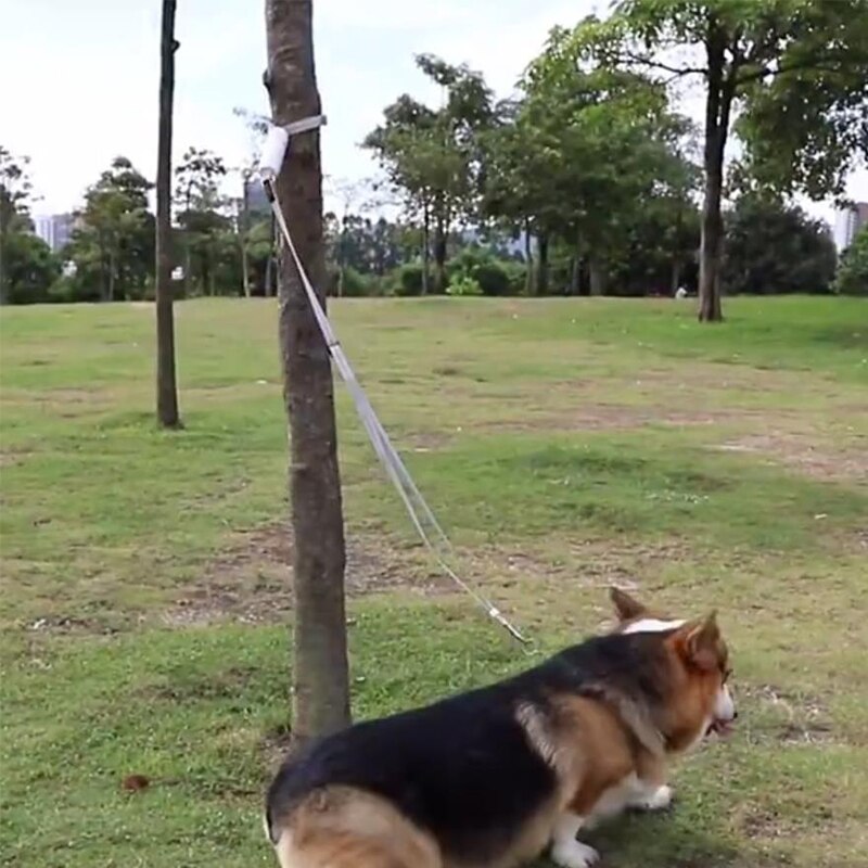 Laisse élastique réfléchissante pour chien avec sangle grise sur gazon