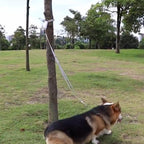 Laisse élastique réfléchissante pour chien avec sangle grise sur gazon